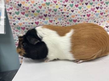 Rescue Guinea Pig Guinea Pigs for Adoption in Maumee, Ohio - Stripe | PetCurious